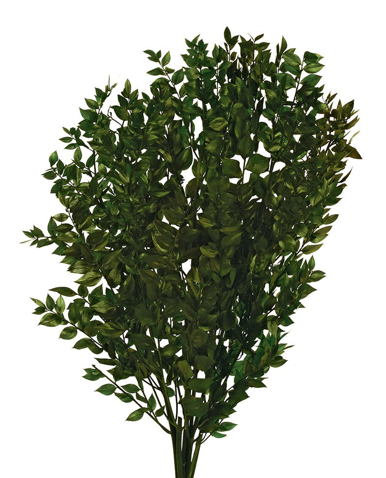 Stabilizovaný Listnatec pichlavý - Ruscus aculeatus 70/80 cm - tmavě zelená