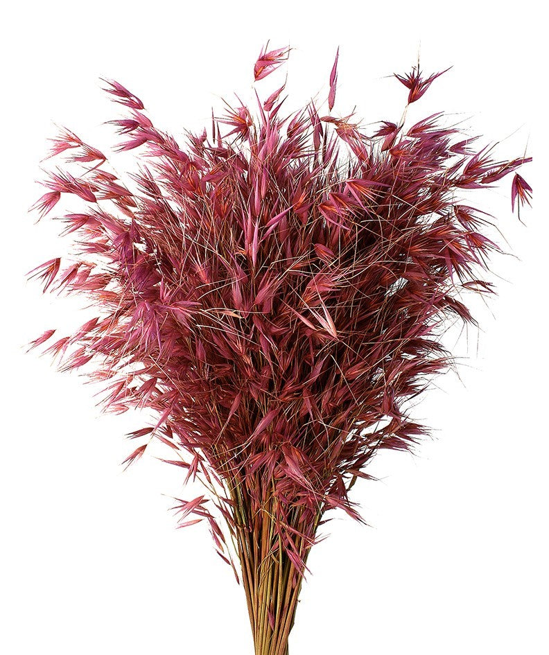 Sušený oves hluchý - Wild Oats - Pudrová tmavá - 200 g