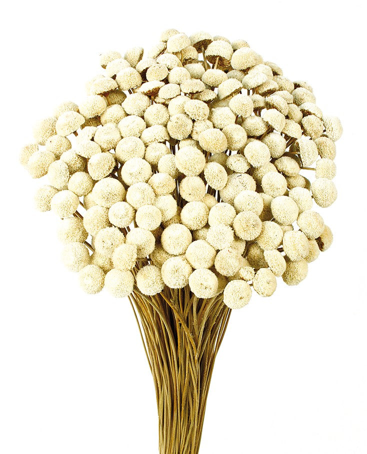 Sušené Botao - Amarelinho - Přírodní - 100 g