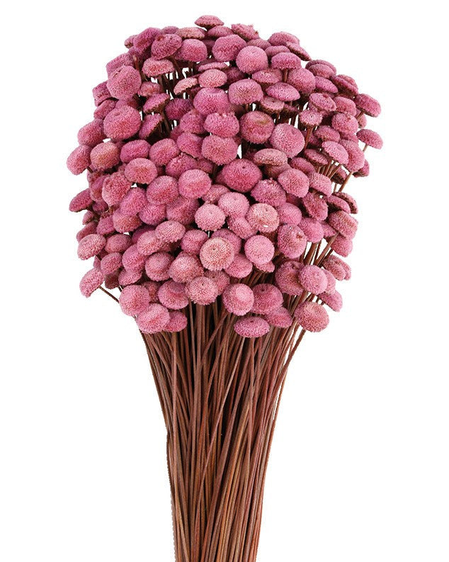Sušené Botao - Amarelinho - Růžovofialová - 45 cm