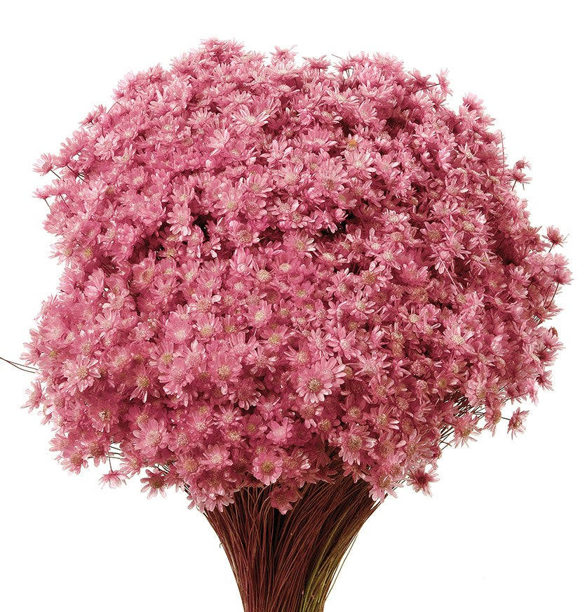 Sušené květiny Marcela - Starorůžová - 30 cm