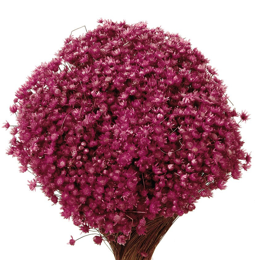 Sušené květiny Marcela - Pudrová fialová - 30 cm