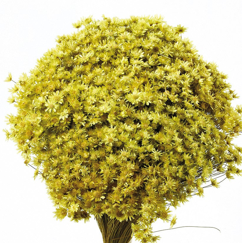 Sušené květiny Marcela - Světle zelená - 30 cm