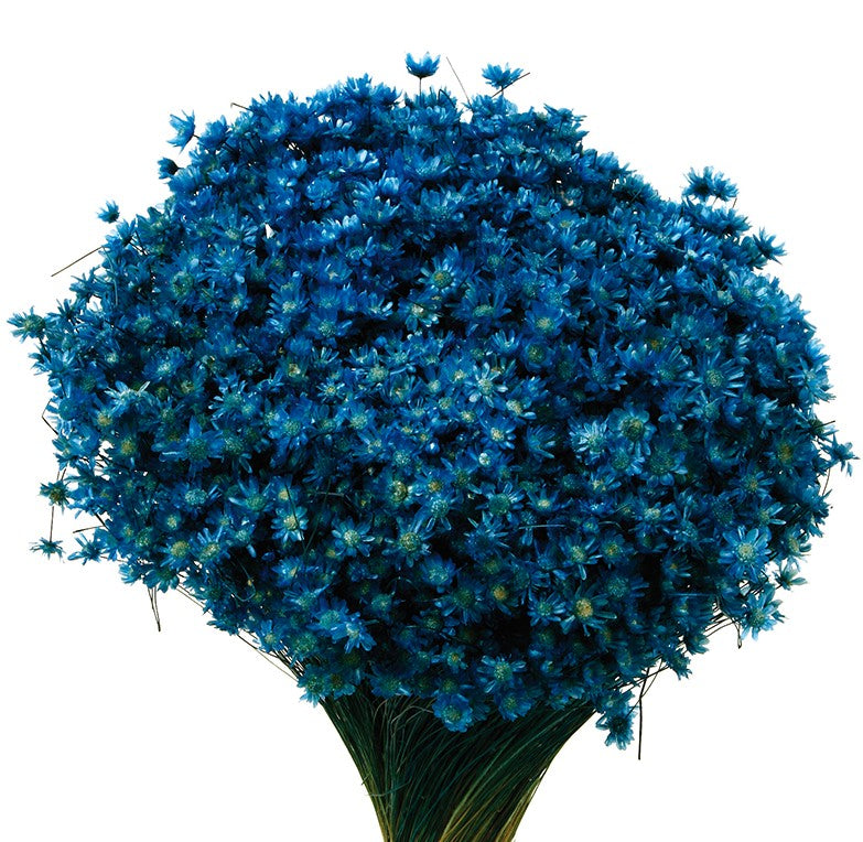 Sušené květiny Marcela - Indigo - 30 cm