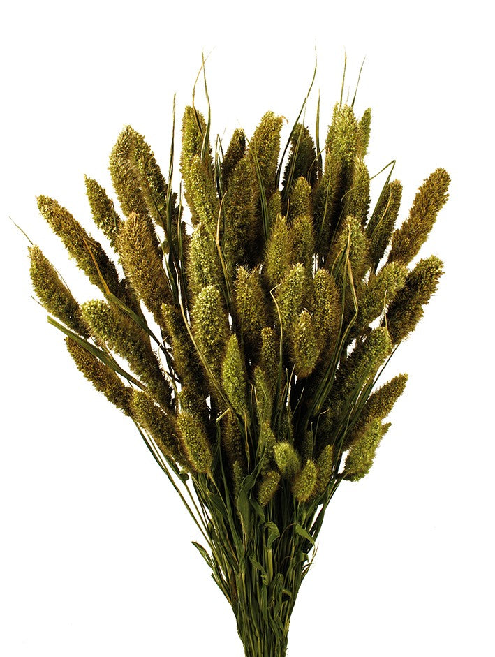 Sušený bér - Setaria - Přírodní - 160 g