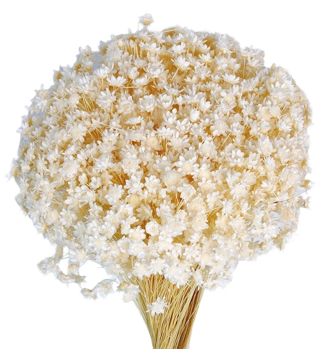 Sušené květiny Glixia - Comanthera - Bílá - 50 cm