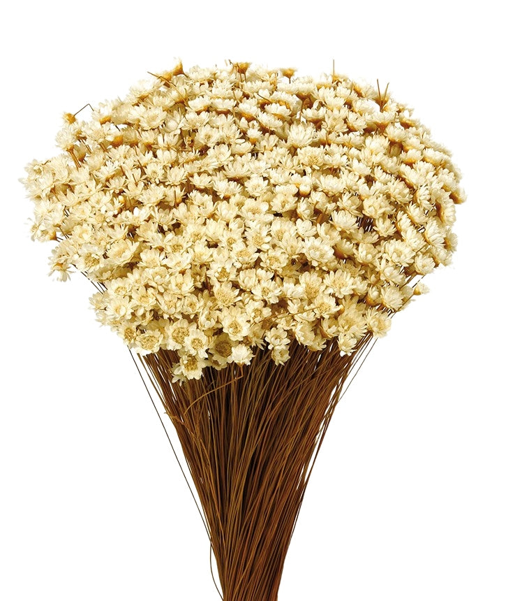 Sušené květiny Glixia - Comanthera - Přírodní - 50 cm