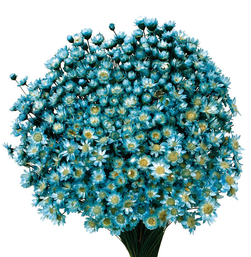 Sušené květiny Glixia - Comanthera - Svělte modrá - 50 cm