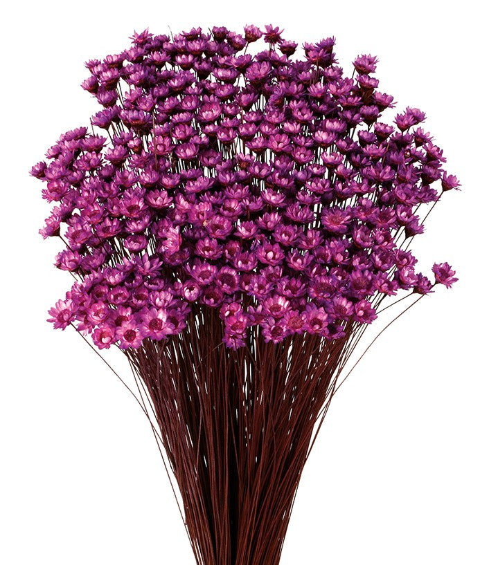Sušené květiny Glixia - Comanthera - Purpurová - 50 cm