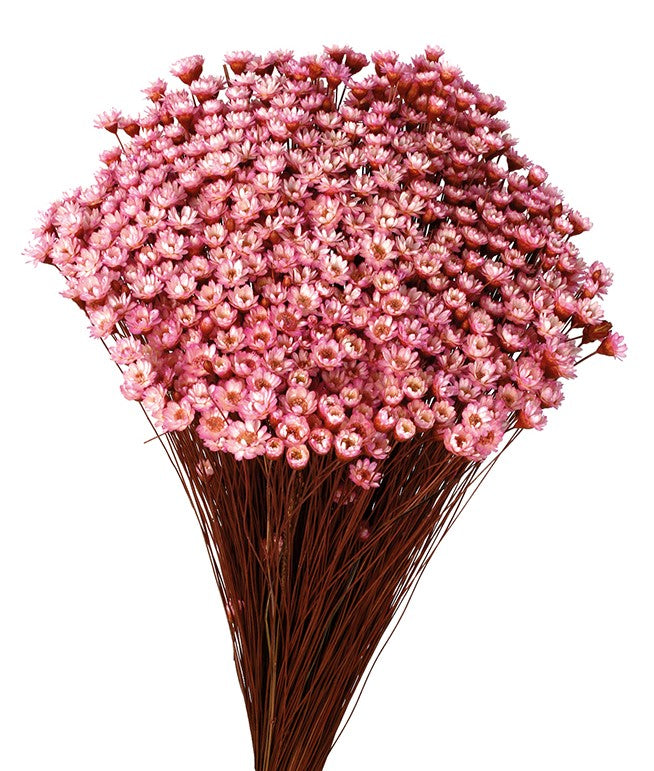 Sušené květiny Glixia - Comanthera - Růžová - 50 cm