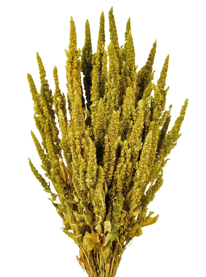 Sušený laskavec - Amaranthus - Přírodní - 120 g