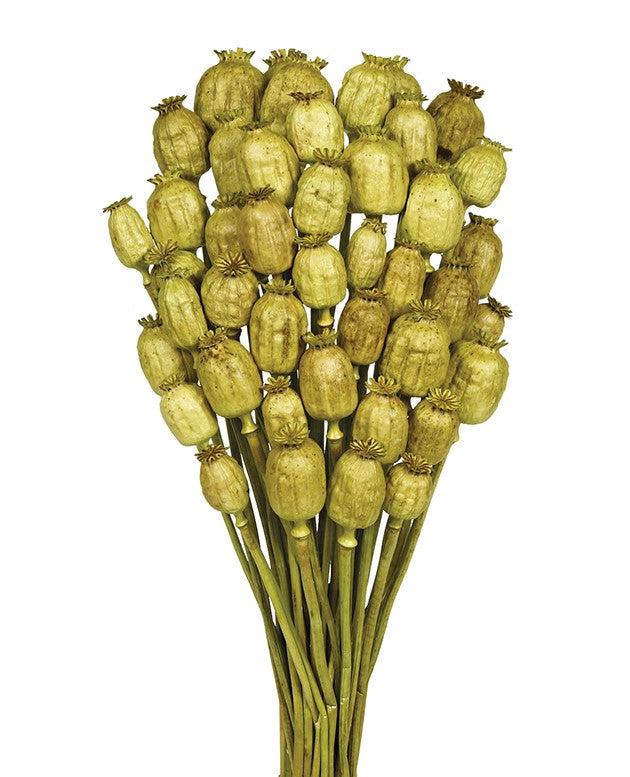 Sušené makovice - Papaver - Pistáciová - 70 cm