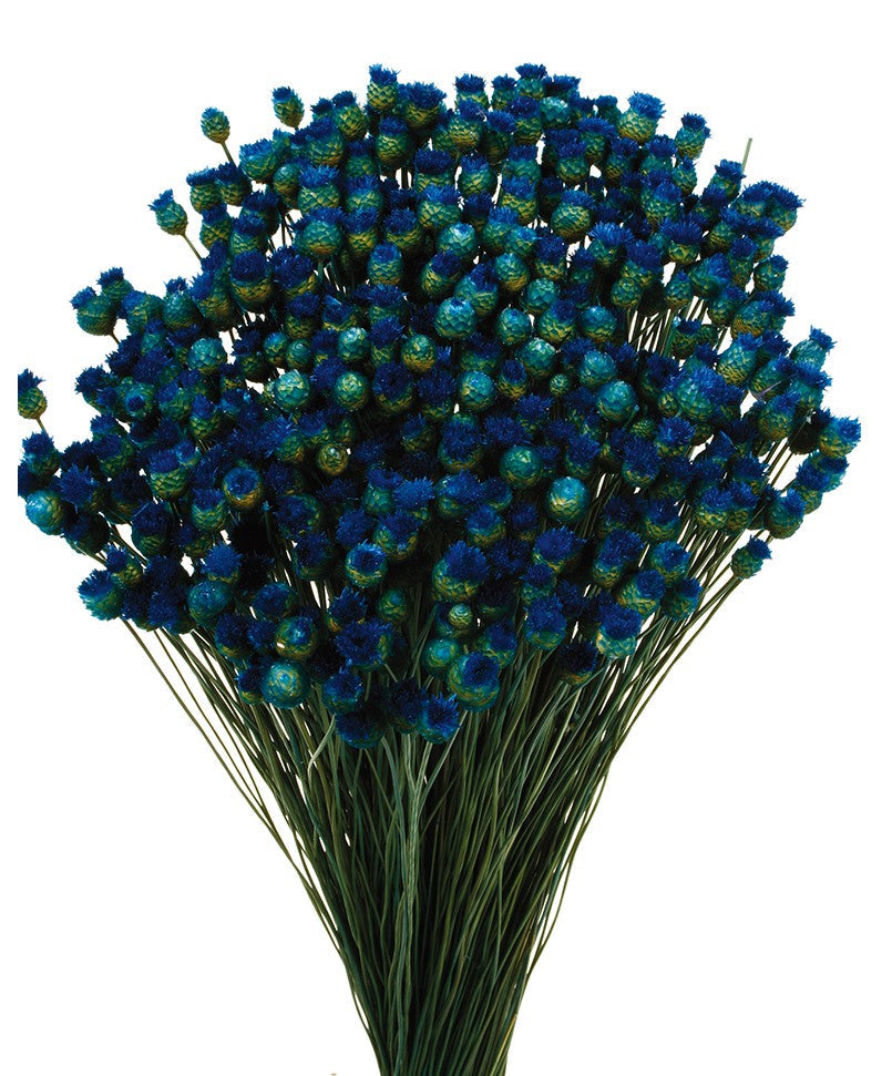 Sušená Jazilda - Indigo - 50 cm