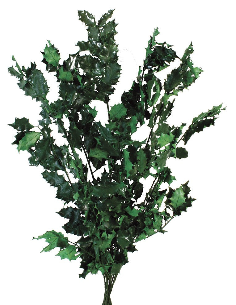 Stabilizovaná cesmína - Ilex - Tmavě zelená - 5 ks