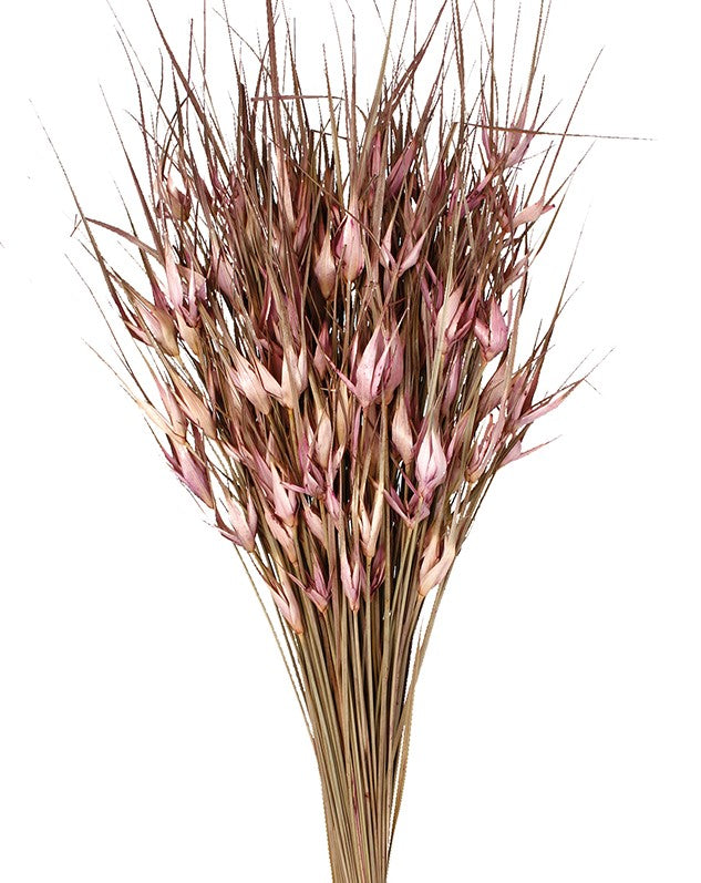 Sušená Capin Stela 80 cm - Starorůžová - 80 cm