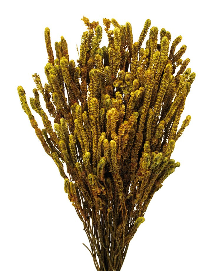 Stabilizovaná květina Yellow Green - Přírodní - 140 g