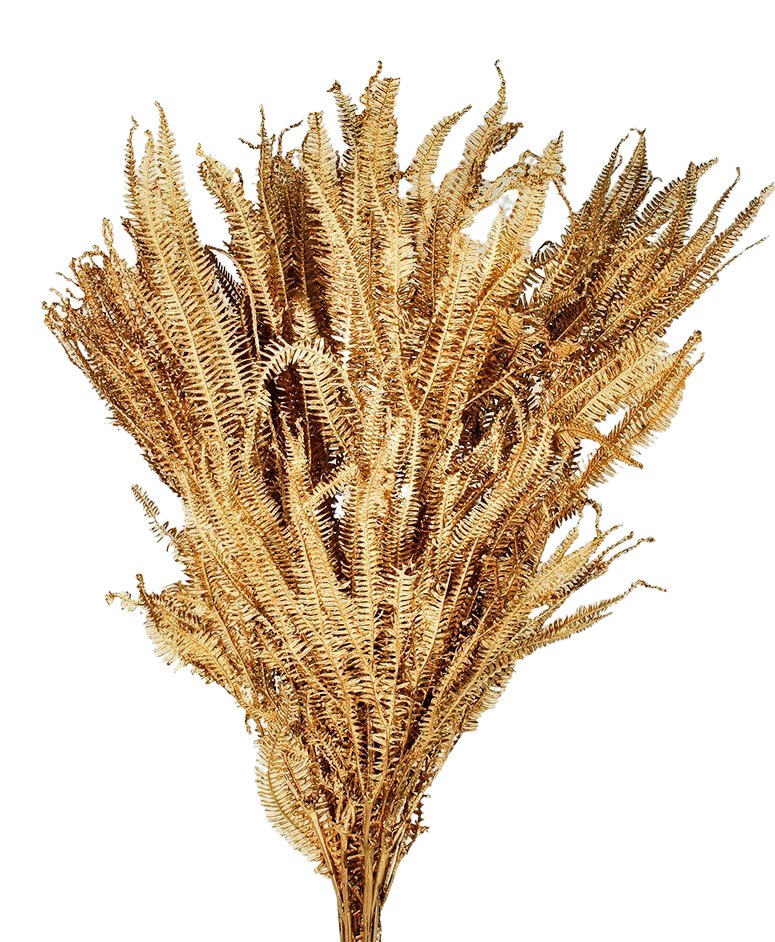 Stabilizovaná kapradina - Southern Shield Fern - Zlatá - 15 ks