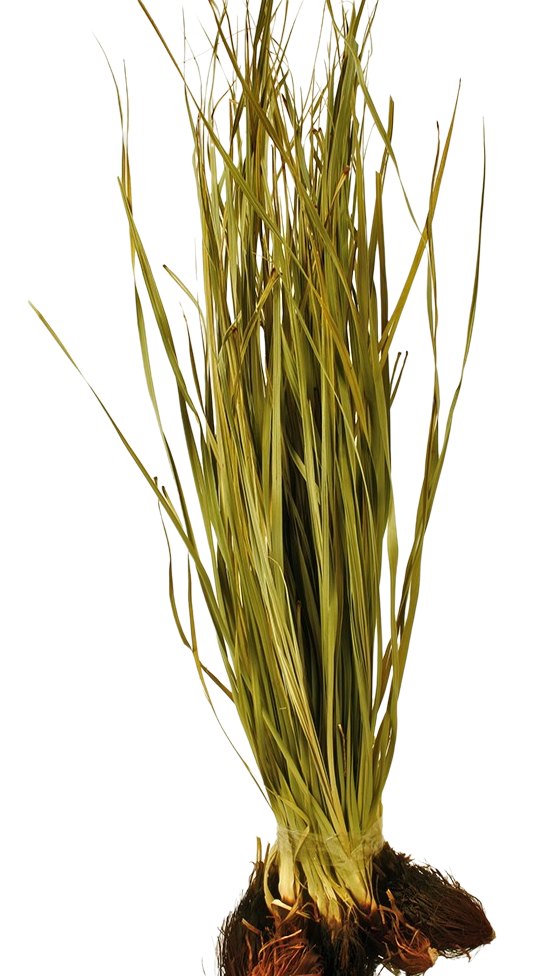 Sušený papyrus - TIRIRICA - Přírodní - 60 cm