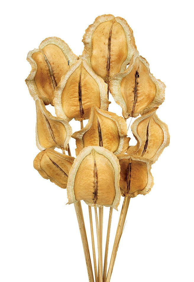 Sušené rostliny Guatambu - Přírodní - 50 cm