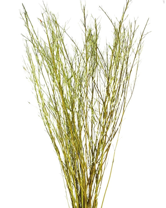 Sušená rostlina - Mustard Grass - Pistáciová - 100 cm