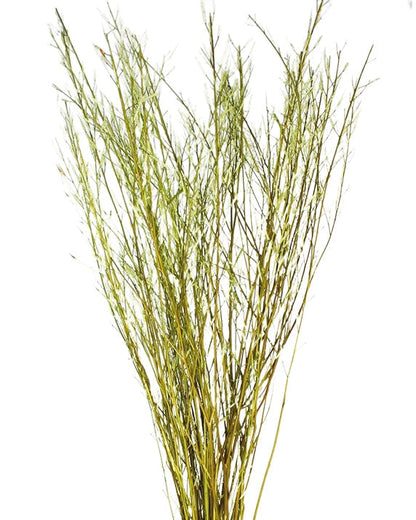 Sušená rostlina - Mustard Grass - Pistáciová - 100 cm
