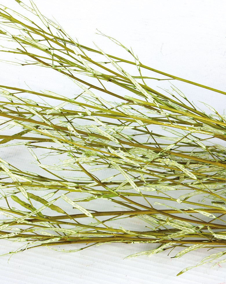 Sušená rostlina - Mustard Grass - Pistáciová - 100 cm