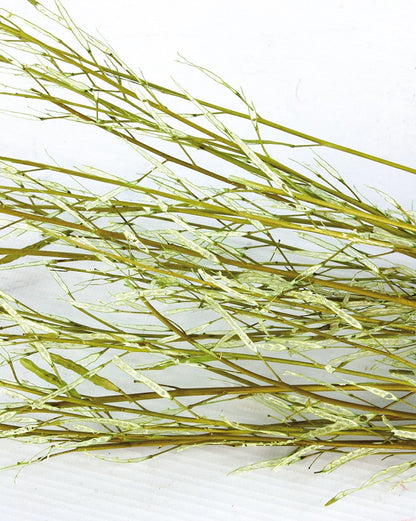 Sušená rostlina - Mustard Grass - Pistáciová - 100 cm