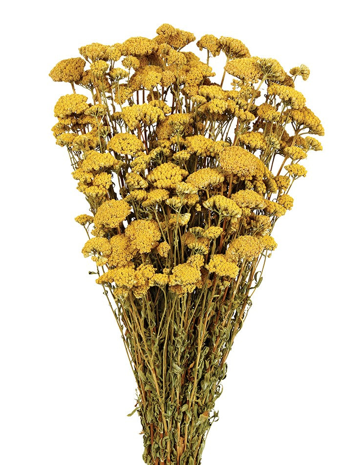 Sušený řebříček - Achillea silvestre - 60 cm - přírodní