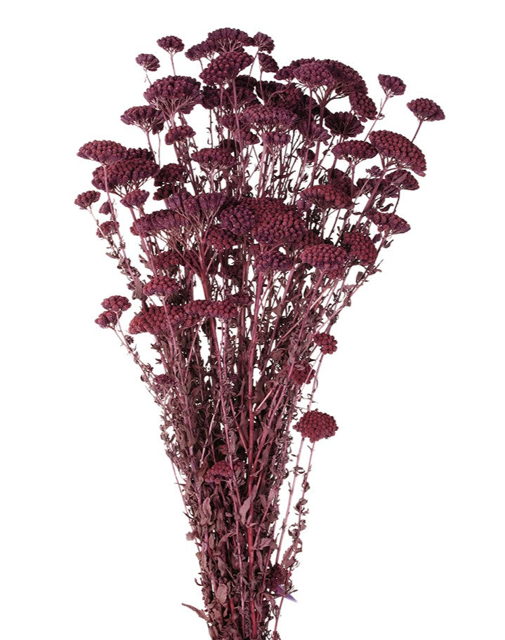 Sušený řebříček - Achillea silvestre - 60 cm - bordó