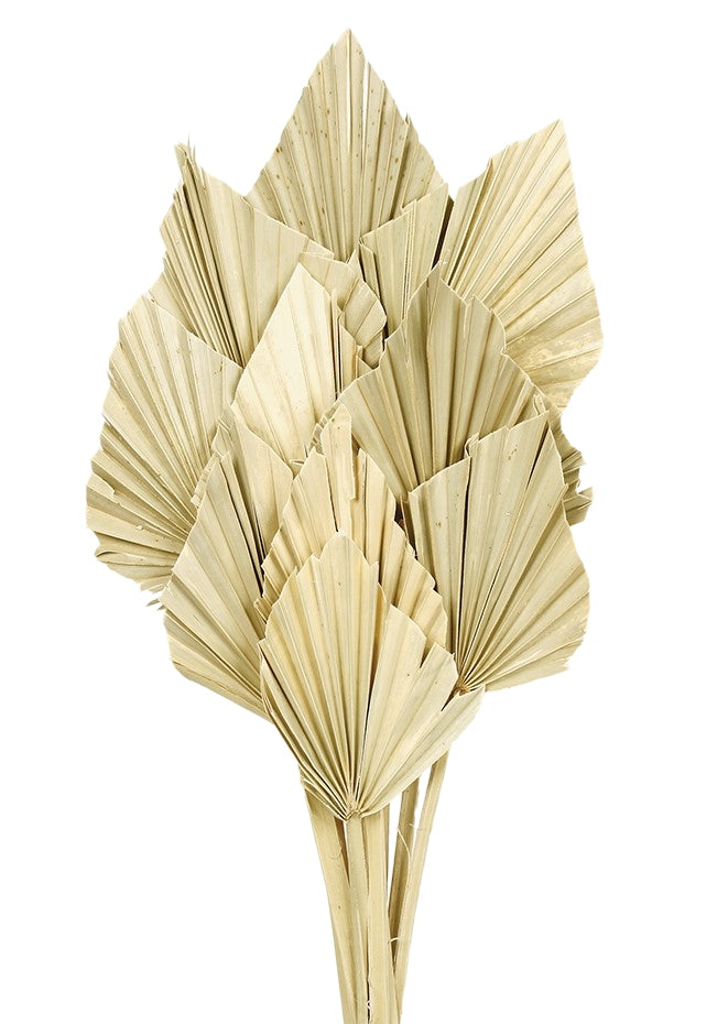Sušený palmový list - Palm spear - Přírodní - 10 ks