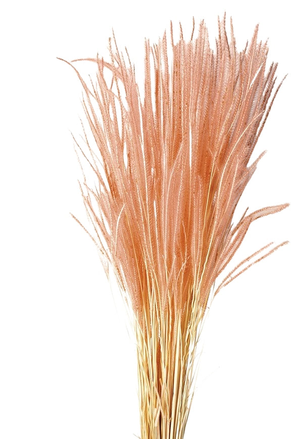 Sušená tráva Ouro - Pudrová - 60 cm