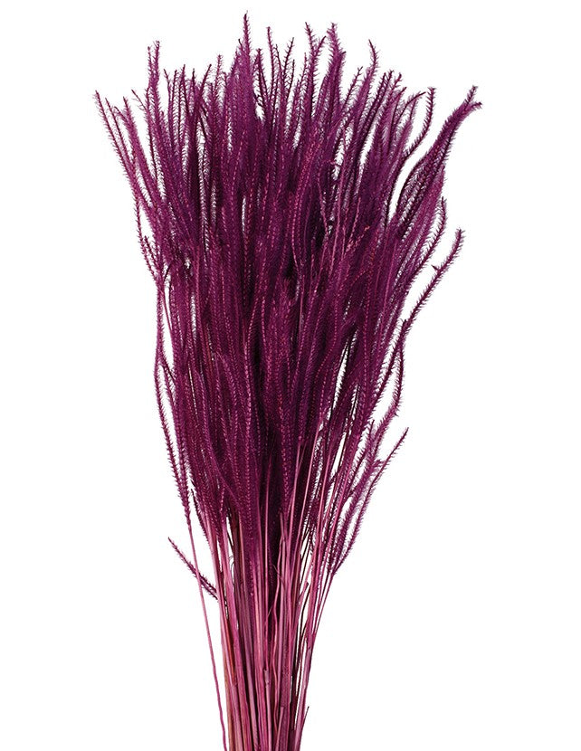 Sušená tráva Ouro - Purpurová - 60 cm