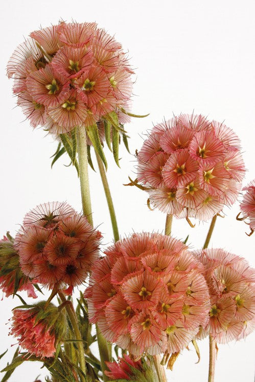 Sušené květiny hlaváč - Scabiosa - Starorůžová - 10 ks