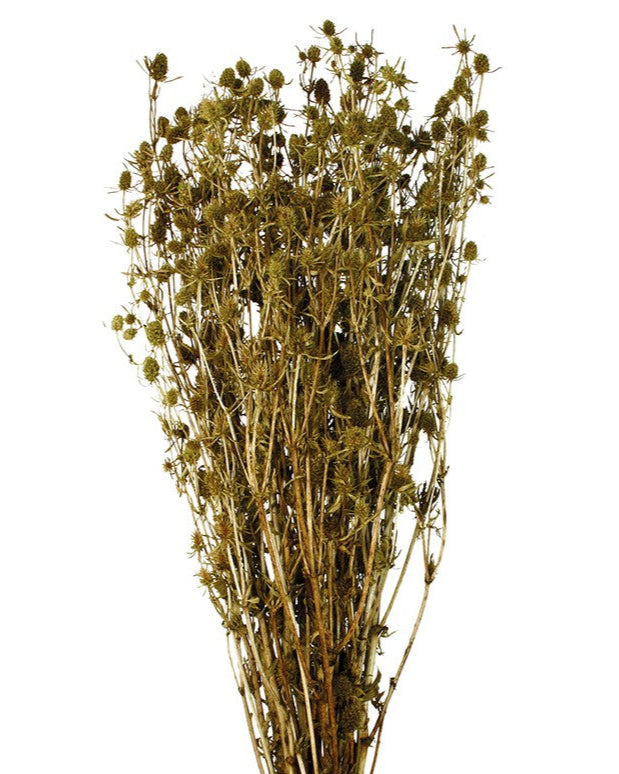 Stabilizovaná máčka - Eryngium plena - zelená - 70 cm