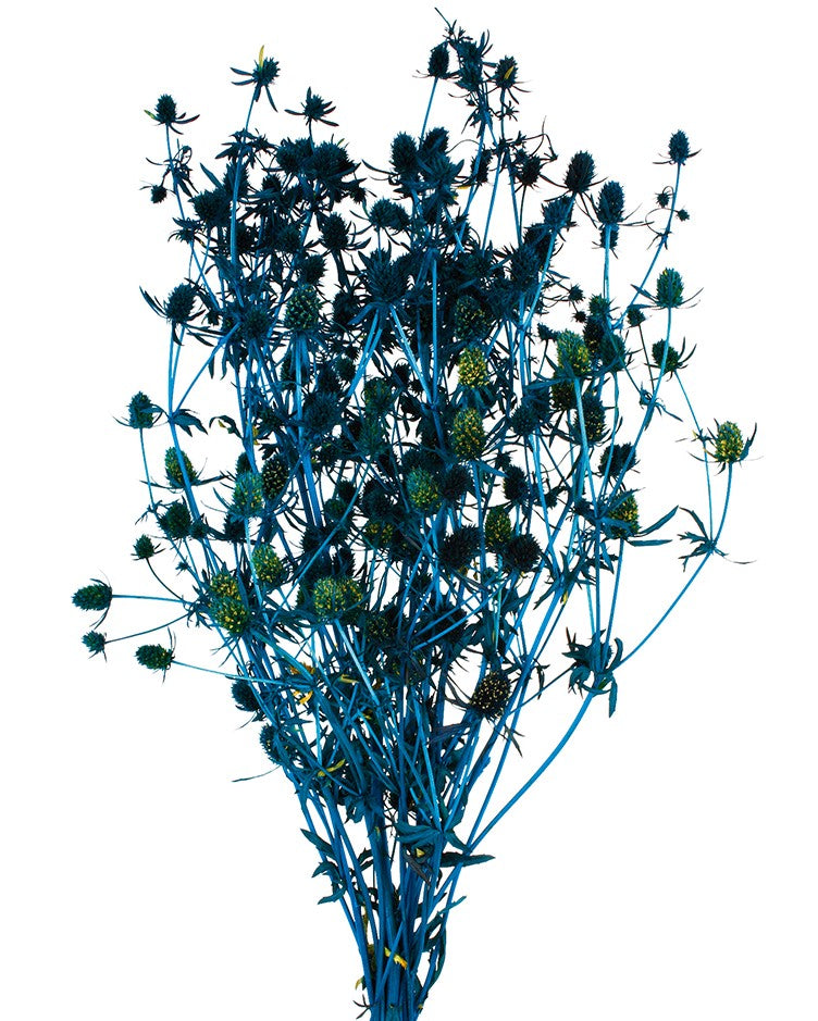 Stabilizovaná máčka - Eryngium plena - Indigo - 70 cm