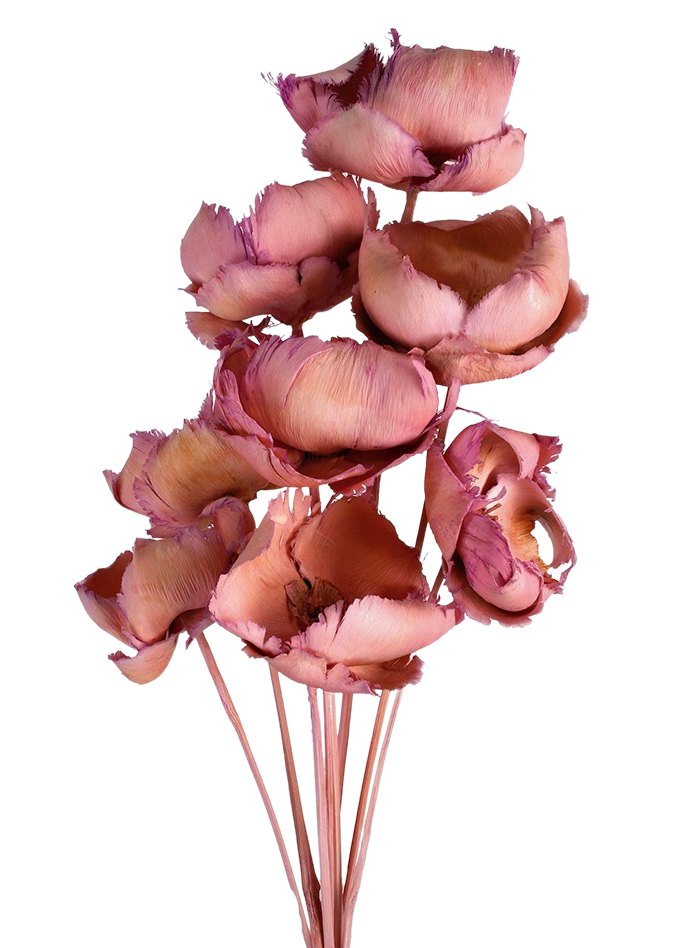 Sušený Palm Cap - Šeříková - 8 ks