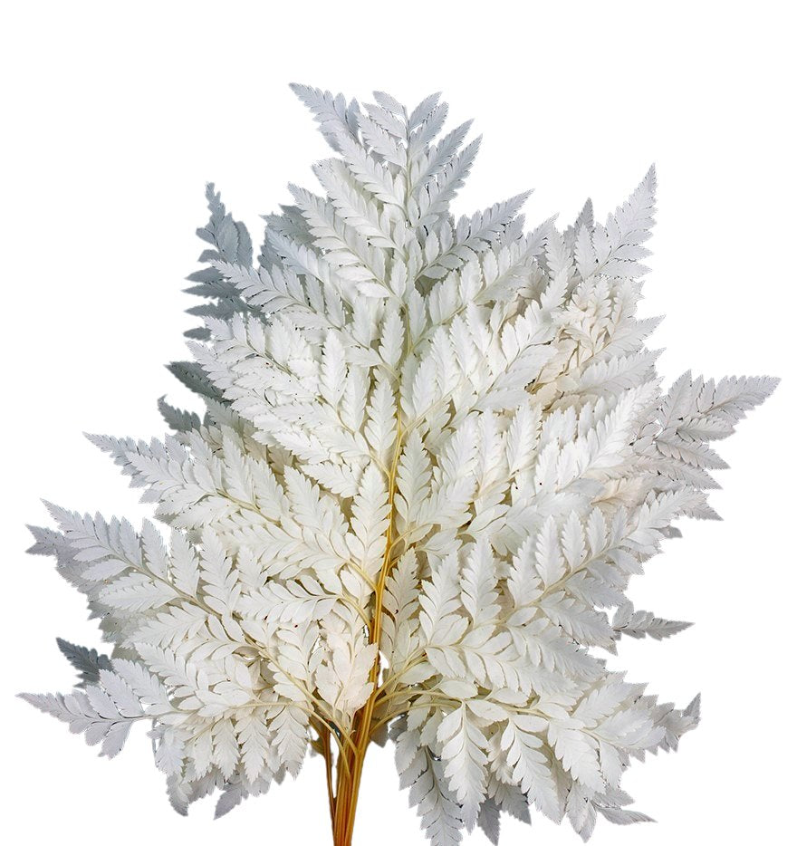 Stabilizovaná kapradina - Rumohra adianti - Bílá - 10 ks