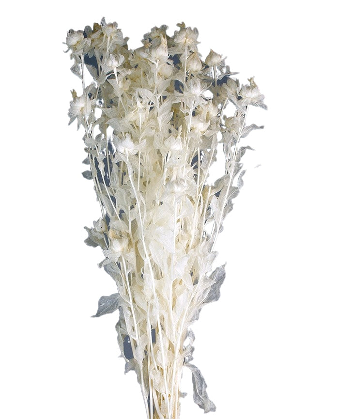 Stabilizovaná světlice barvířská - Carthamus tinctorius - Bílá - 60-70cm