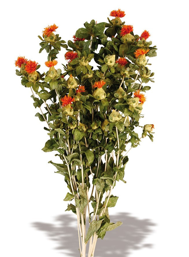 Sušená světlice barvířská - Carthamus tinctorius - Přírodní - 60-70 cm