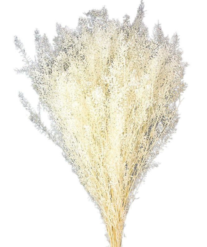 Stabilizovaná Lepidium - Bílá - 45 cm
