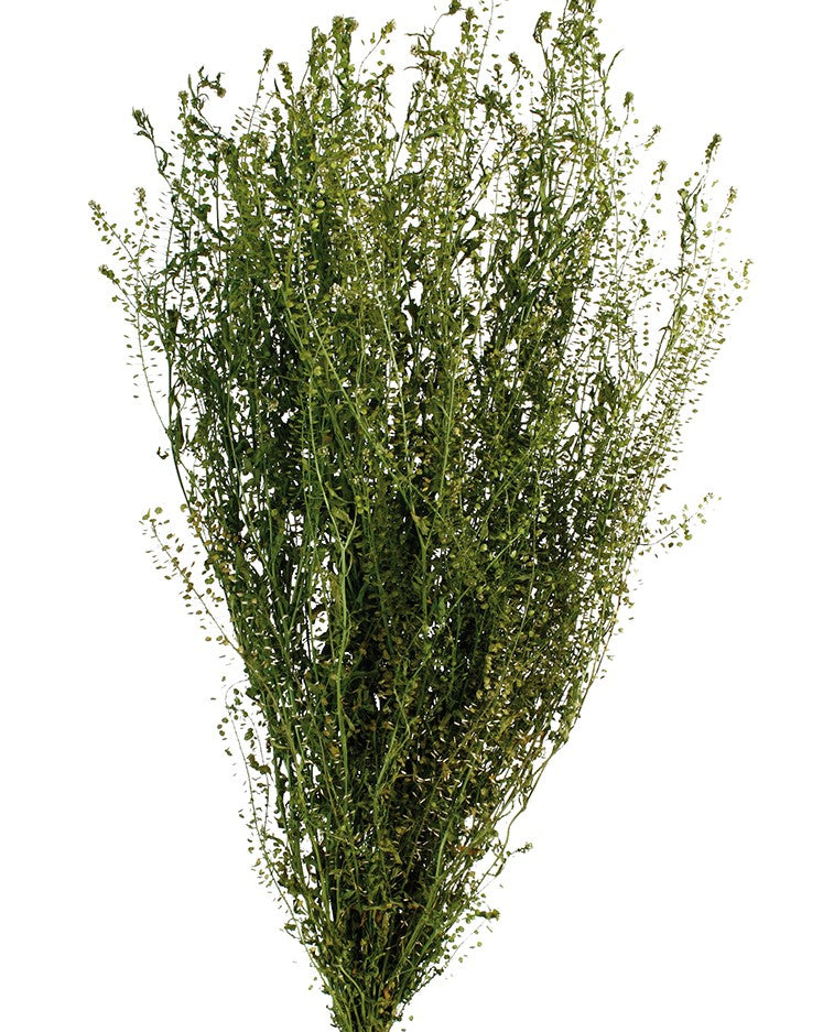Sušené Lepidium - Přírodní - 45 cm