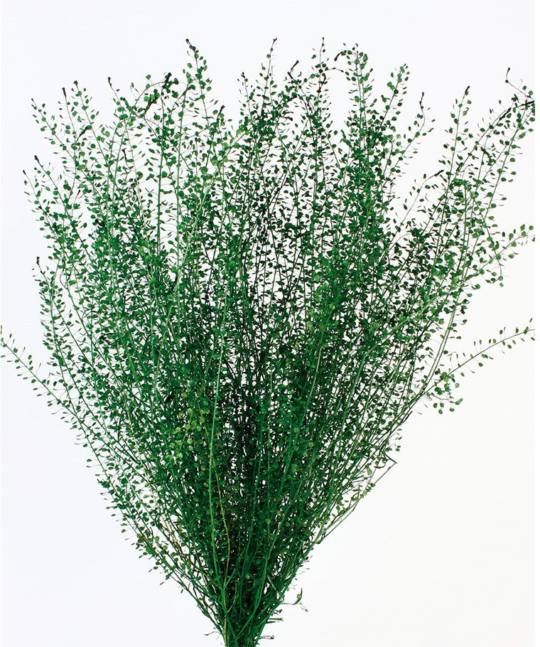Stabilizovaná Lepidium - 45 cm - zelená