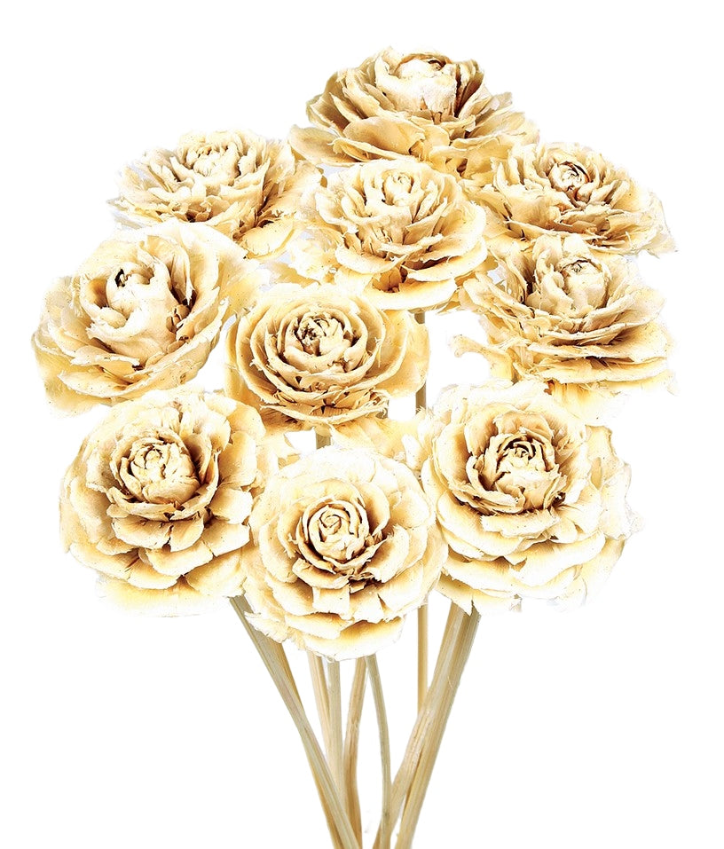 Sušená cedrová růže - Cedar rose - Bílá - 10 ks