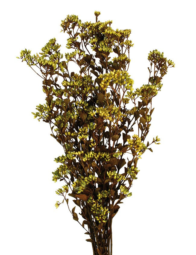 Stabilizovaná rostlina Symphyopappus brasilensis - Limetková - 70 cm