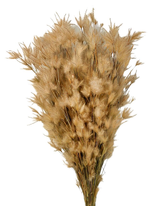 Sušená pampová tráva - Capim Pampa - Přírodní - 60 cm