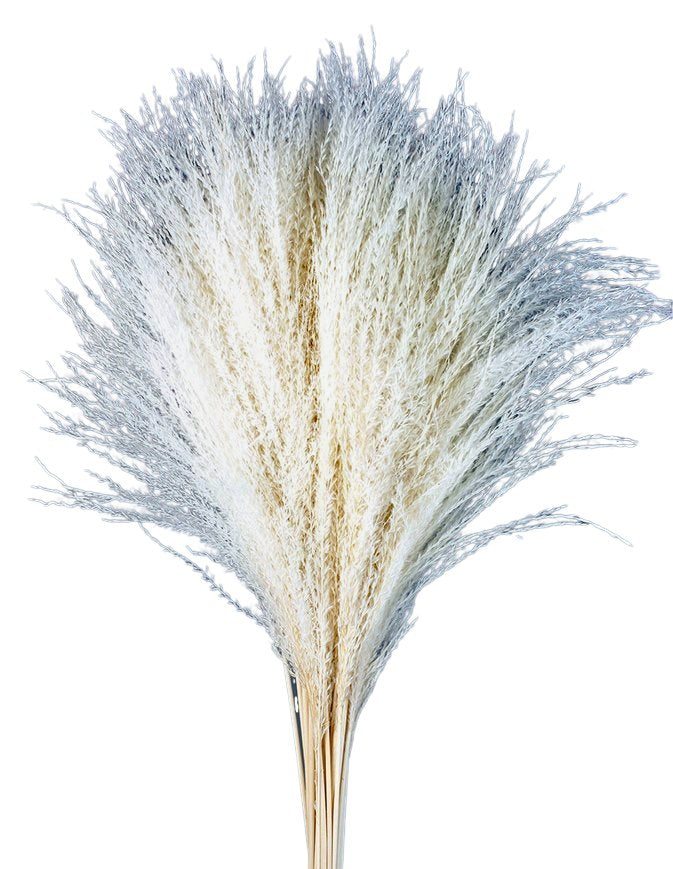 Sušená tráva ozdobnice čínská - Miscanthus sinensis - Bílá - 80 cm
