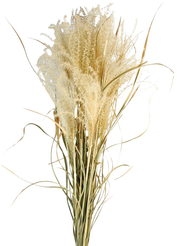 Sušená tráva ozdobnice čínská - Miscanthus sinensis - Přírodní - 80 cm