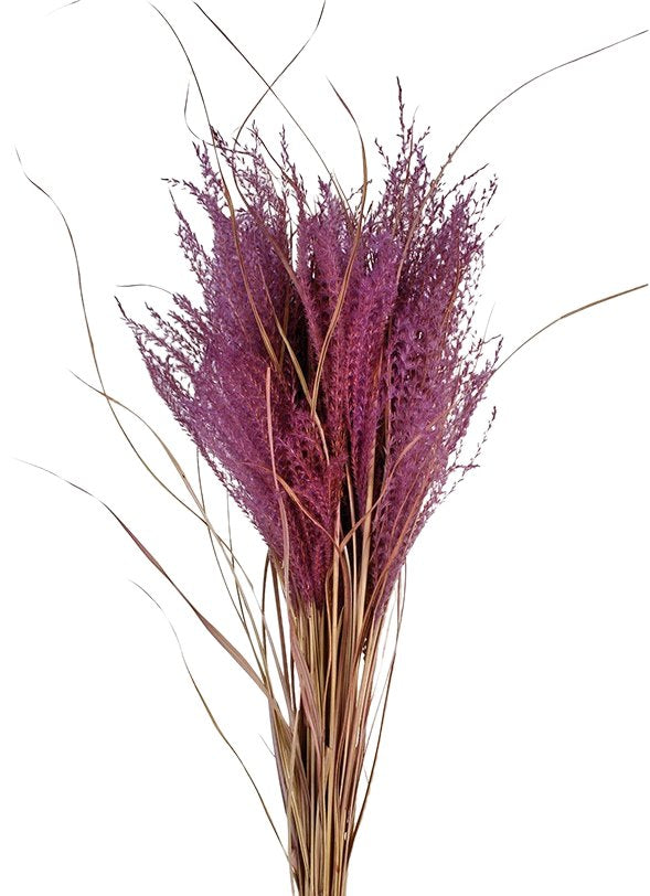 Sušená tráva ozdobnice čínská - Miscanthus sinensis - Pudrová tmavá - cca 23 ks