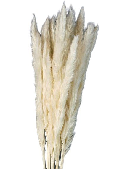 Sušená mini pampová tráva - Cortaderia selloana - Bílá - 20 ks