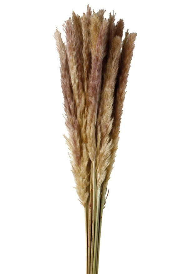 Sušená pampová tráva - Cortaderia selloana - Přírodní - 20 ks